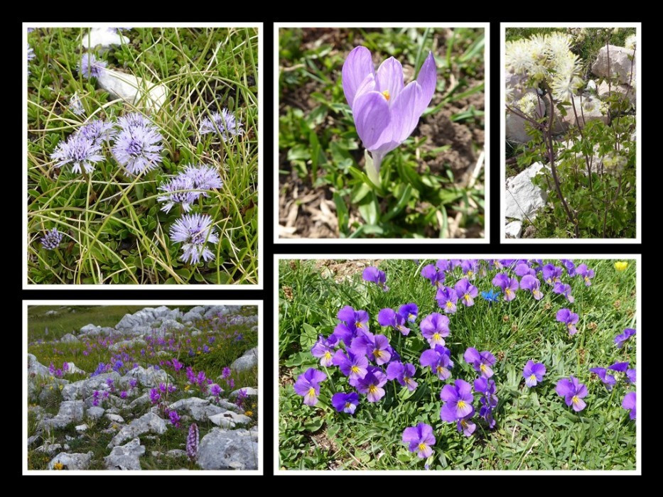 Flora am Gran Sasso