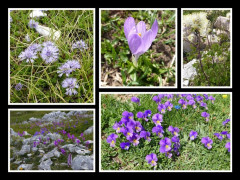 Flora am Gran Sasso