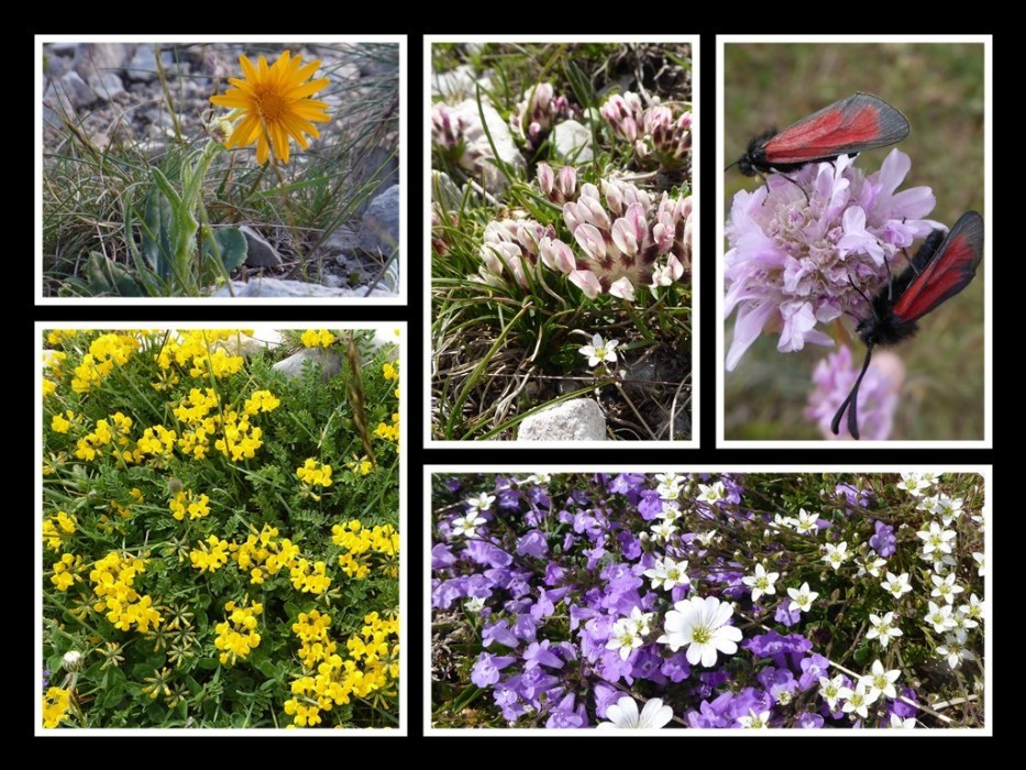 Flora am Gran Sasso
