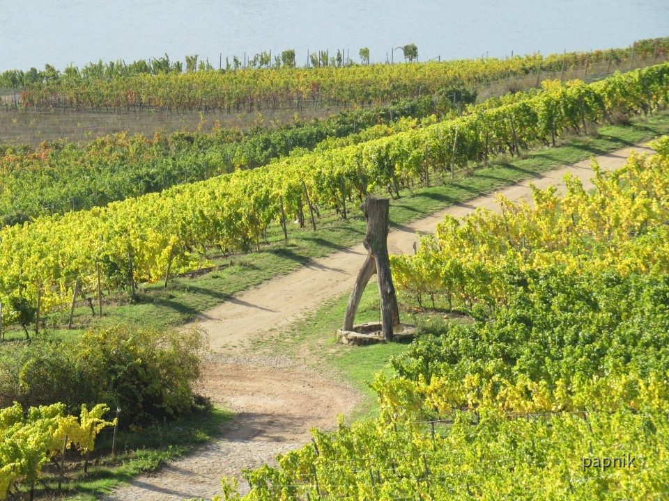 Wanderwege Weinberge Rüdesheim
