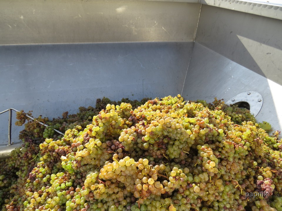 Weinlese