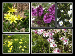 Flora am Gran Sasso