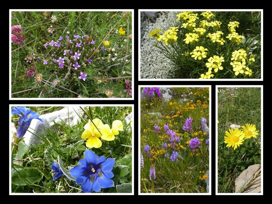 Flora am Gran Sasso