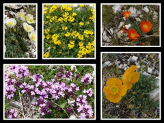Flora am Gran Sasso