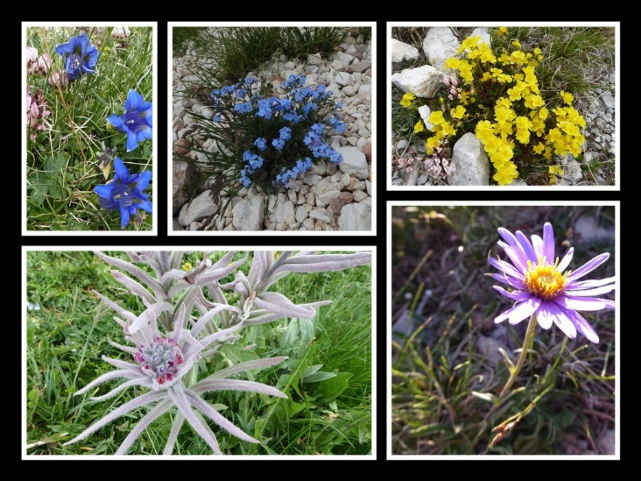 Flora am Gran Sasso