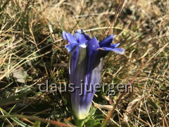 Ofterschwanger Horn