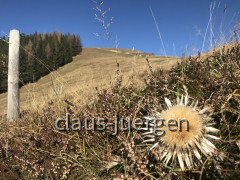 Ofterschwanger Horn