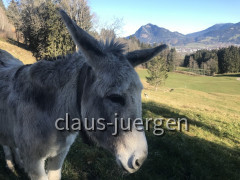 Ofterschwanger Horn