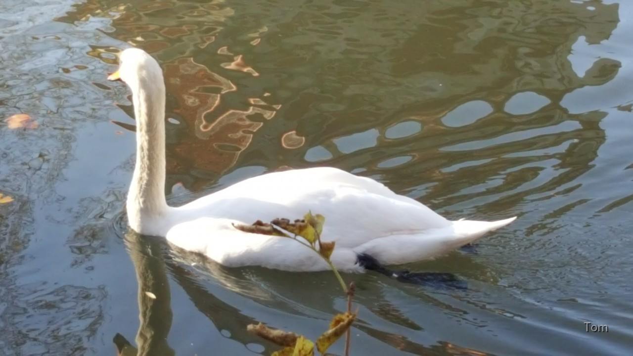 Schwan