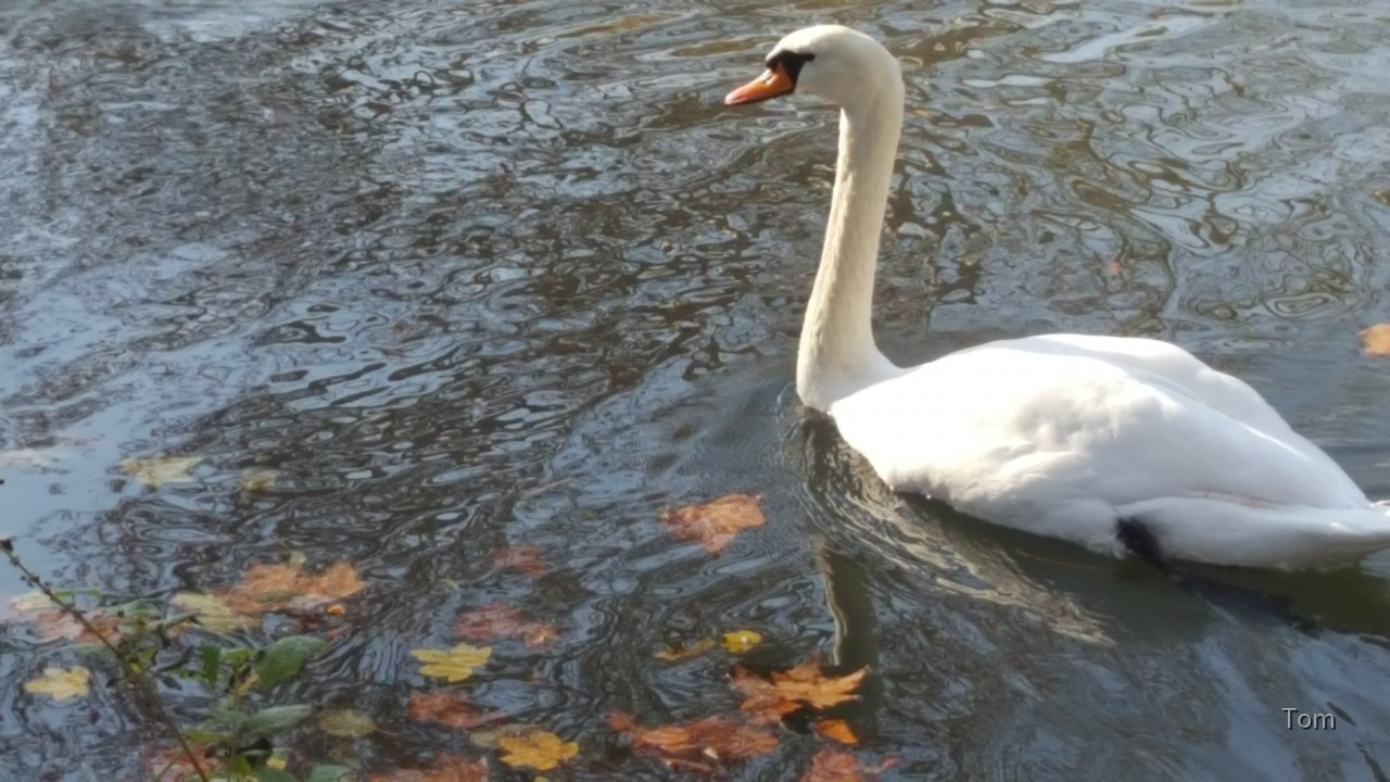 Schwan