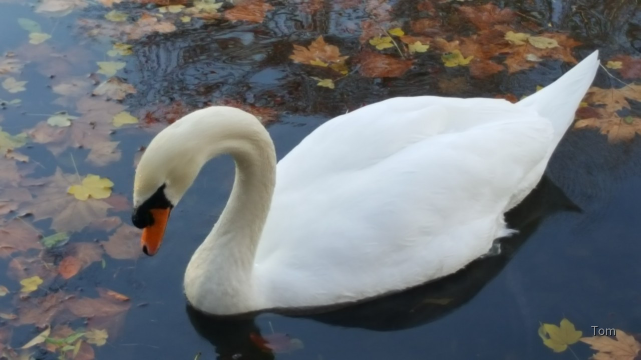 Schwan