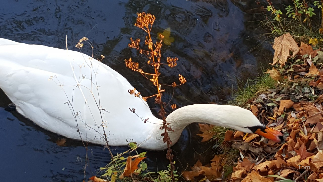 Schwan