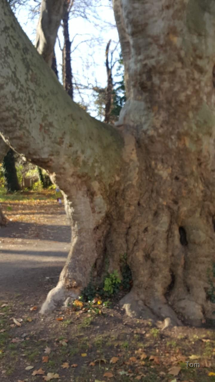 Park
