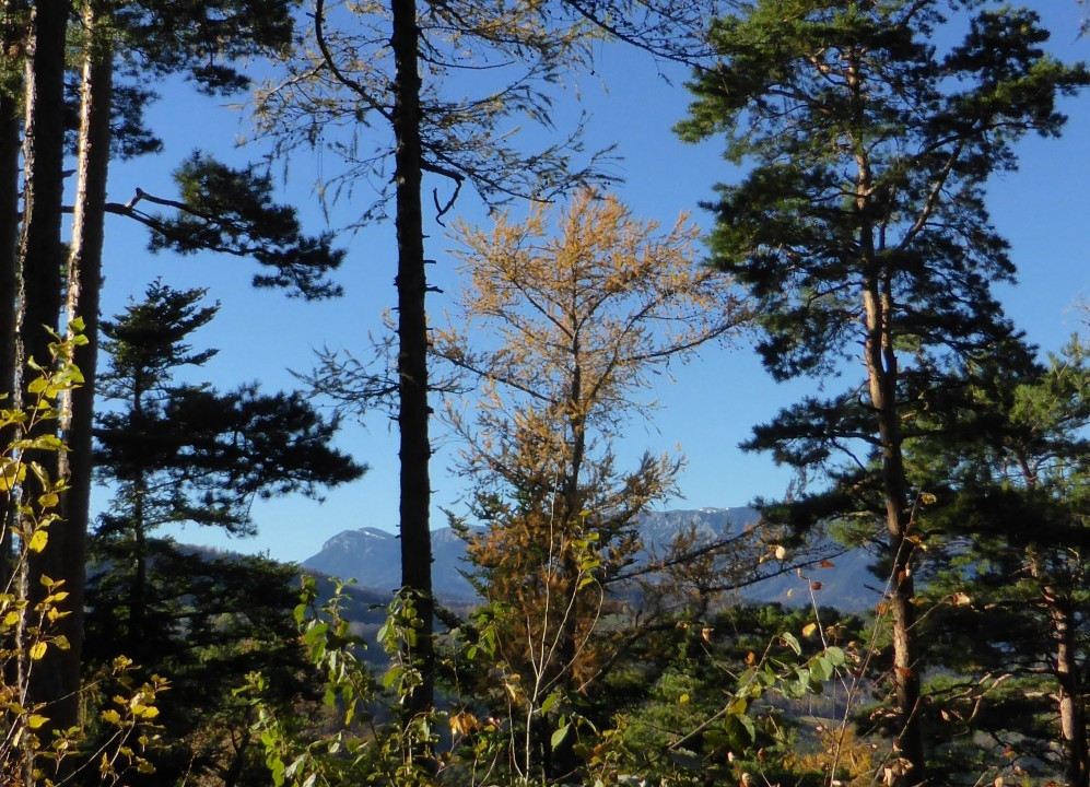 Spätherbstwanderung nahe Gloggnitz (5)