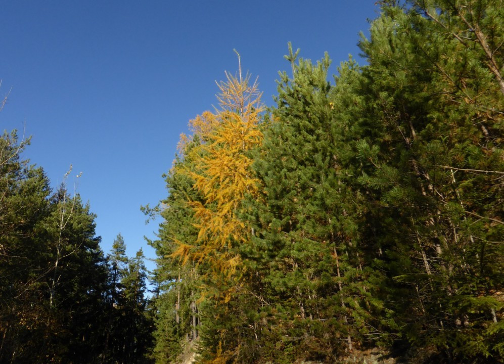 Spätherbstwanderung nahe Gloggnitz (3)
