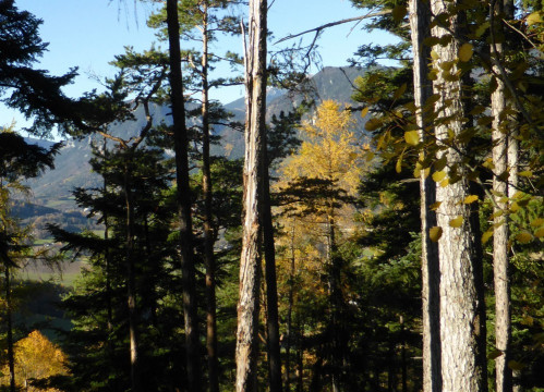 Spätherbstwanderung nahe Gloggnitz (6)