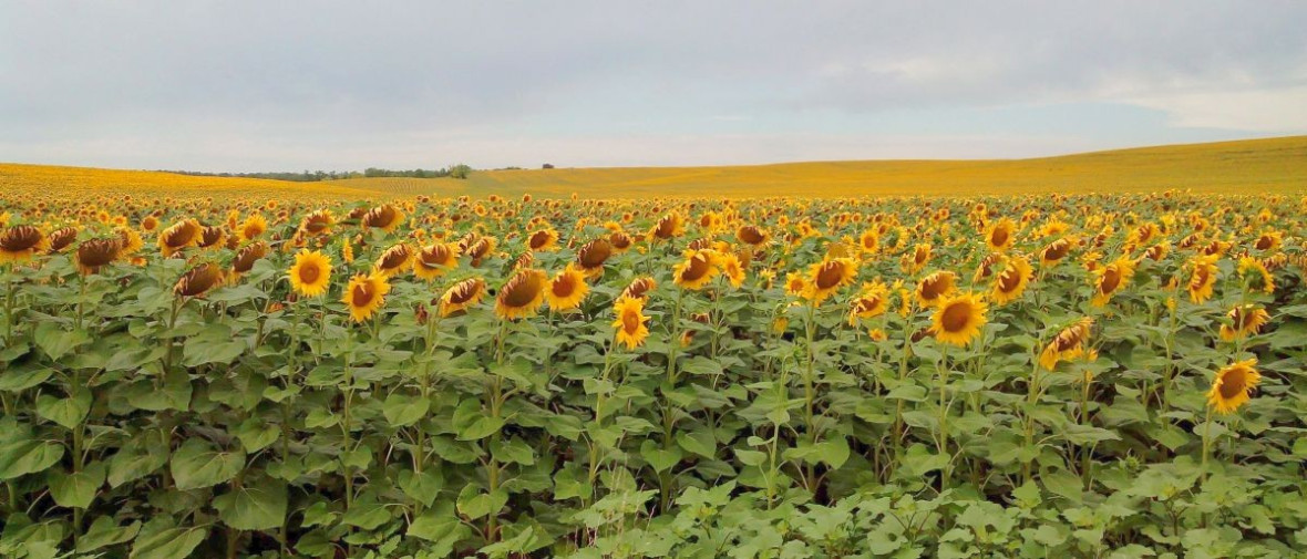 Sonnenblumen