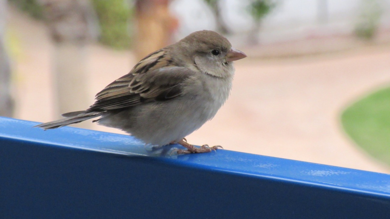 Spatz_03