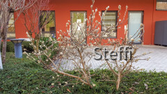 Weihnachten 2020 Meersburg (9)