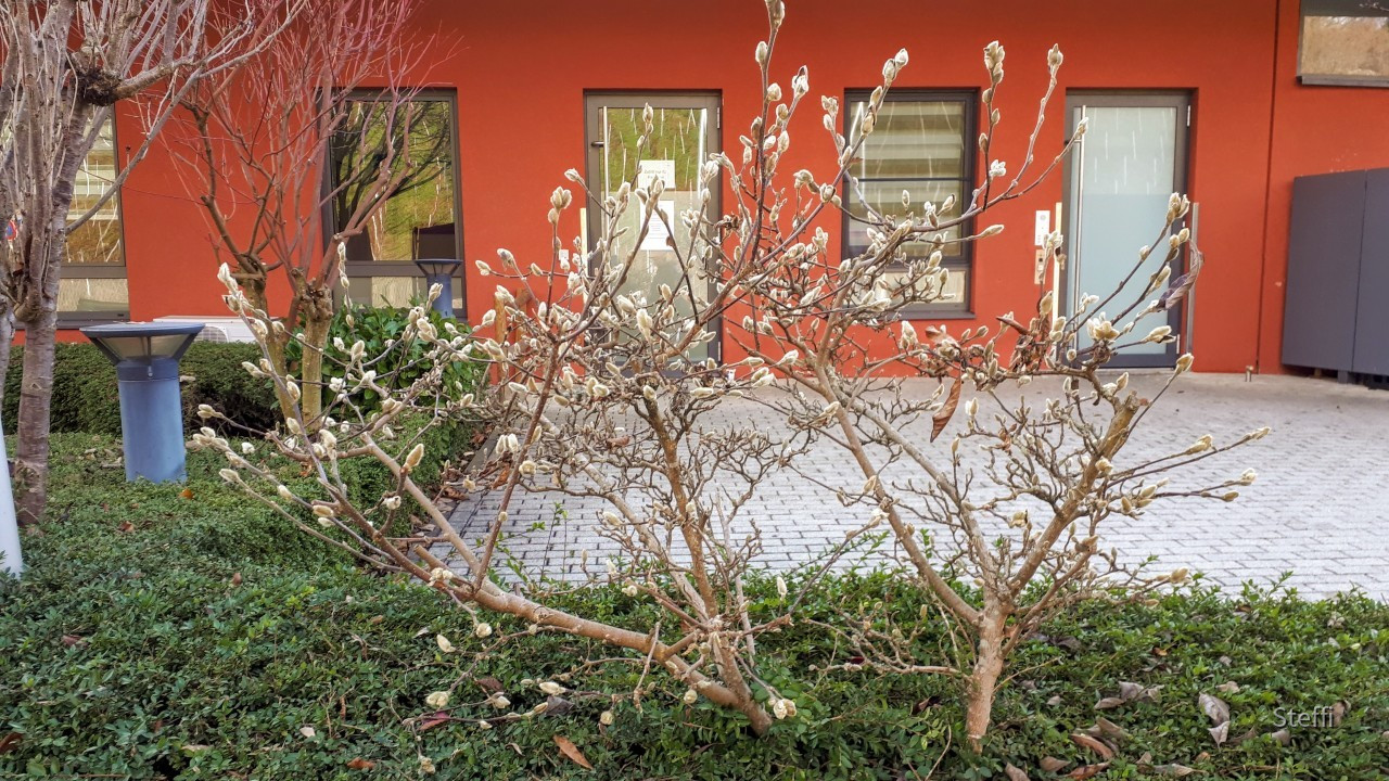 Weihnachten 2020 Meersburg (9)