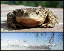 Titel Frösche