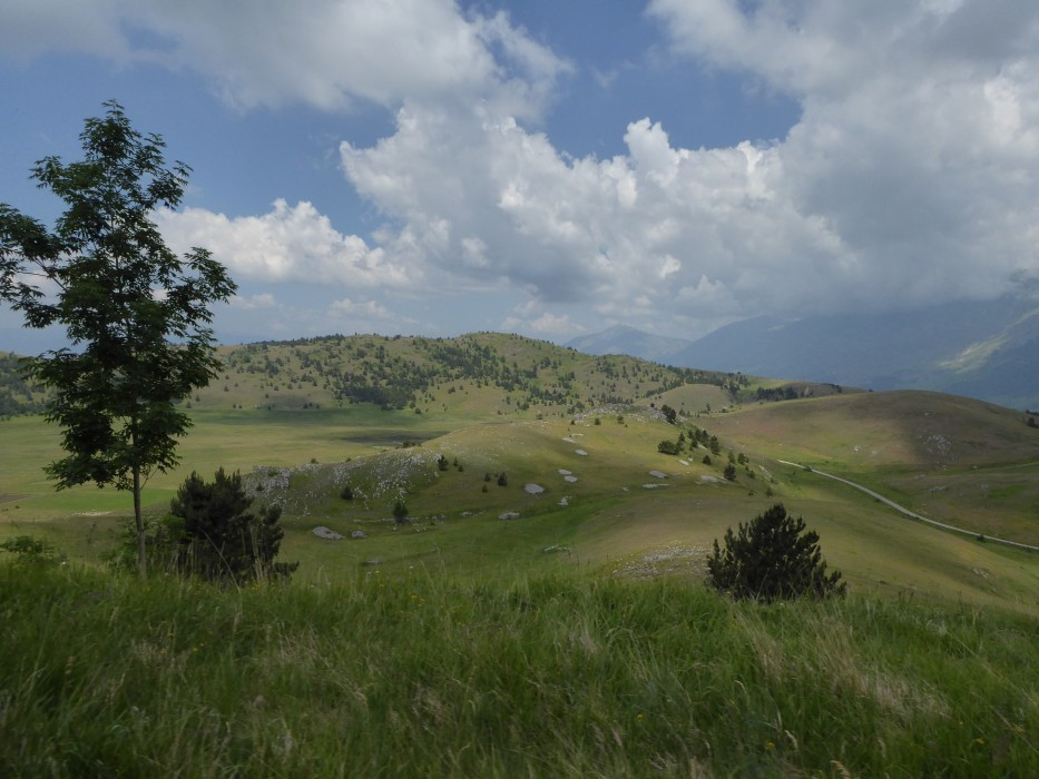 D Campo I (6)