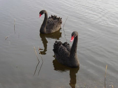 Trauerschwäne 2