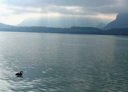 2007 Schwarzer Schwan