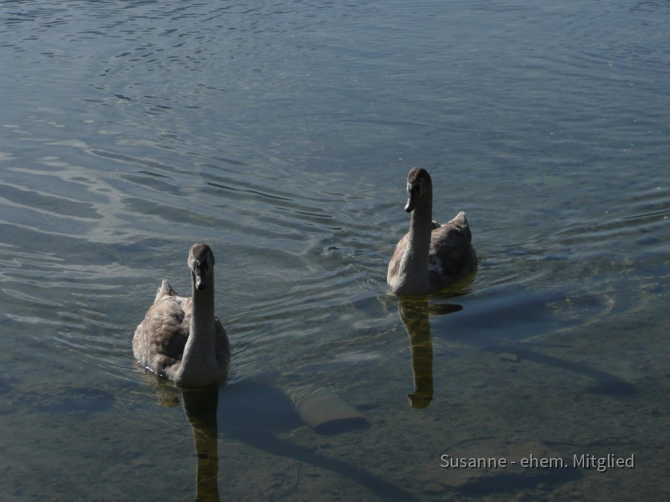 2008 Kochelsee (1)