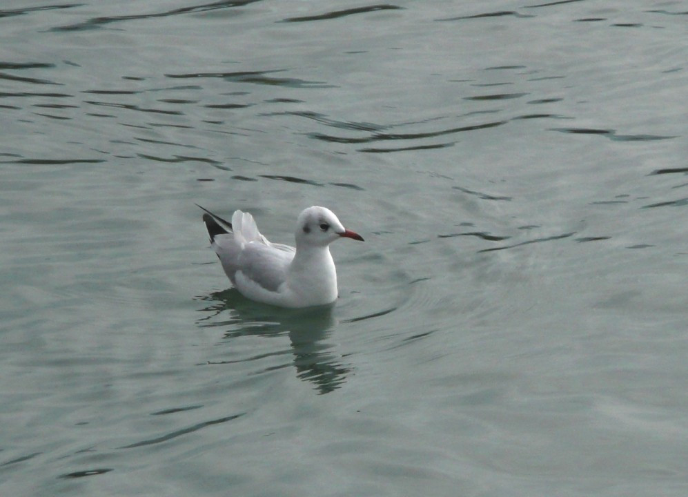 Thun am Thunersee und Schwarze Schwäne