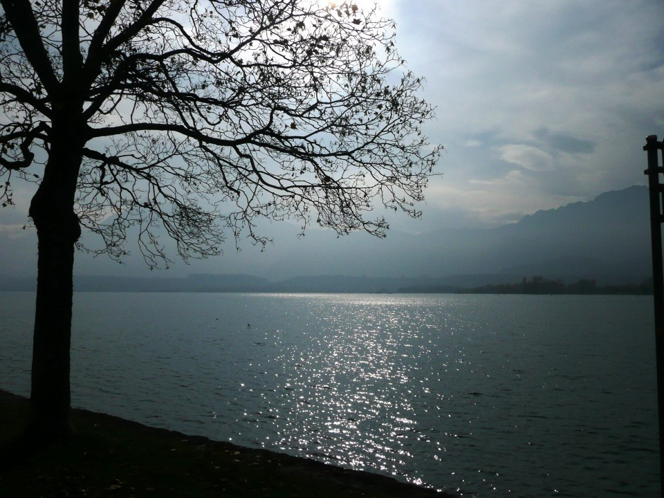 Thun am Thunersee und Schwarze Schwäne