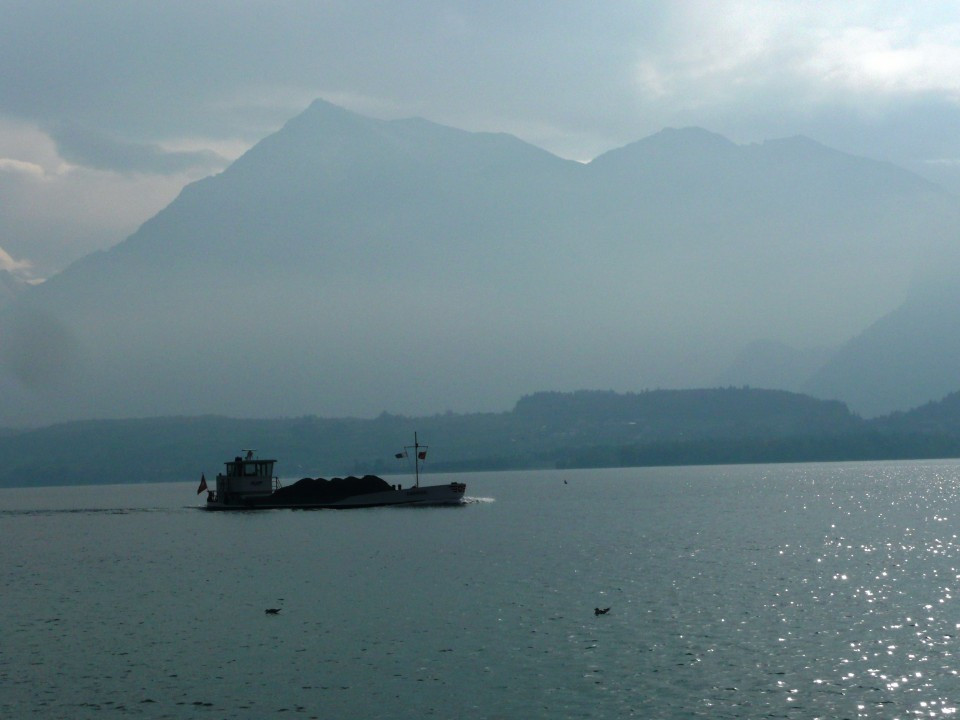 Thun am Thunersee und Schwarze Schwäne
