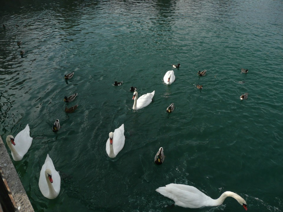 Thun am Thunersee und Schwarze Schwäne