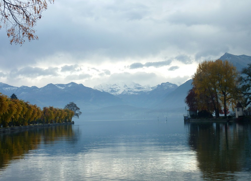 Thun am Thunersee und Schwarze Schwäne