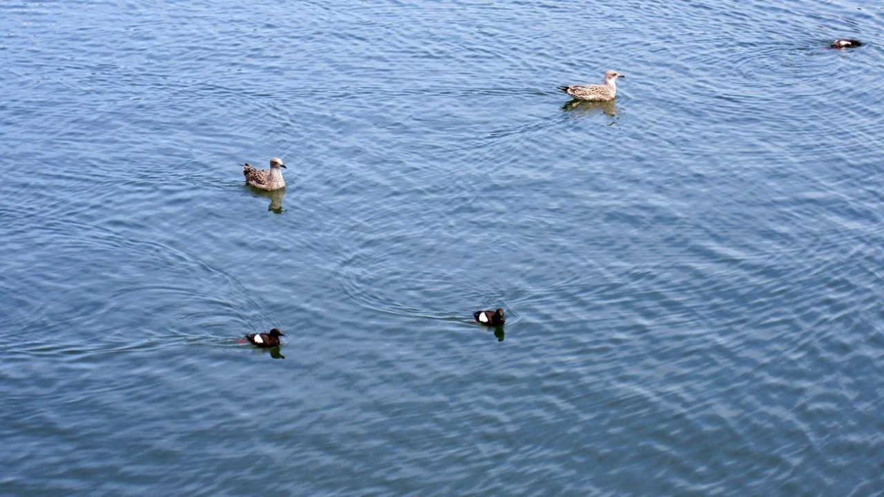 unbekannter Vogel 3