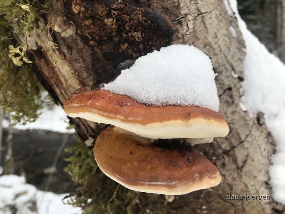 Eistobel Winter