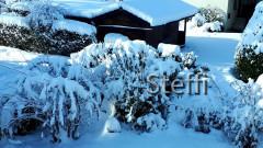 Winterlandschaft am Bodensee (2)