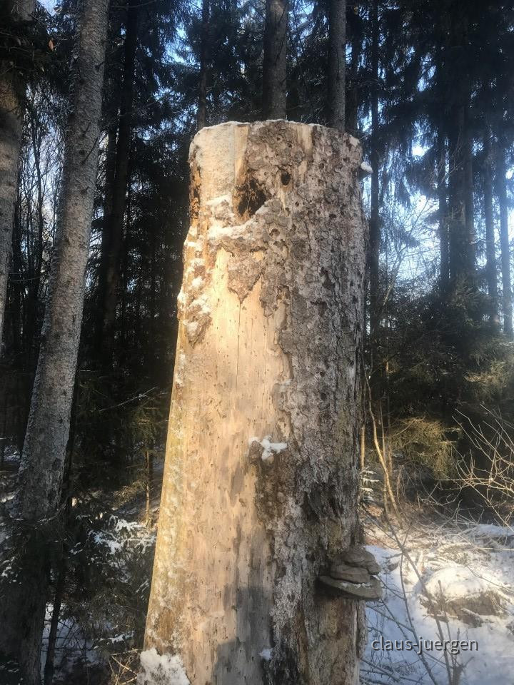 ?random=1324510603&maxWidth=0&embedded=0&thumbnail=large