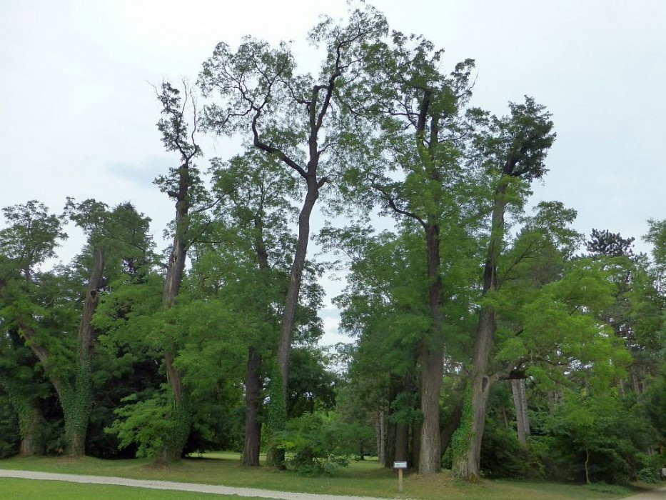Alcsútdoboz, Arboretum, japanischer Schnurbaum