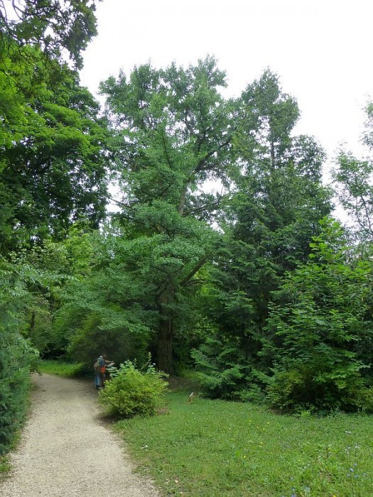 Alcsútdoboz, Arboretum, Ginkgo