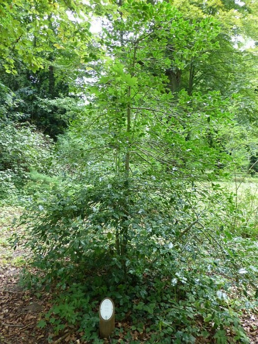 Alcsútdoboz, Arboretum, europäische Stechpalme