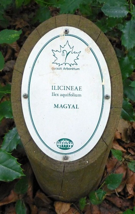 Alcsútdoboz, Arboretum, europäische Stechpalme, Schild