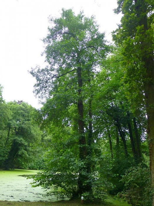 Alcsútdoboz, Arboretum, Schwarzerle