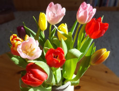 Tulpen Januar