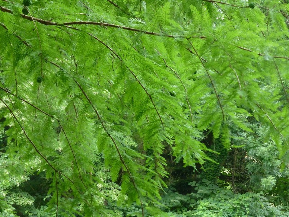 Alcsútdoboz, Arboretum, Sumpfzypresse