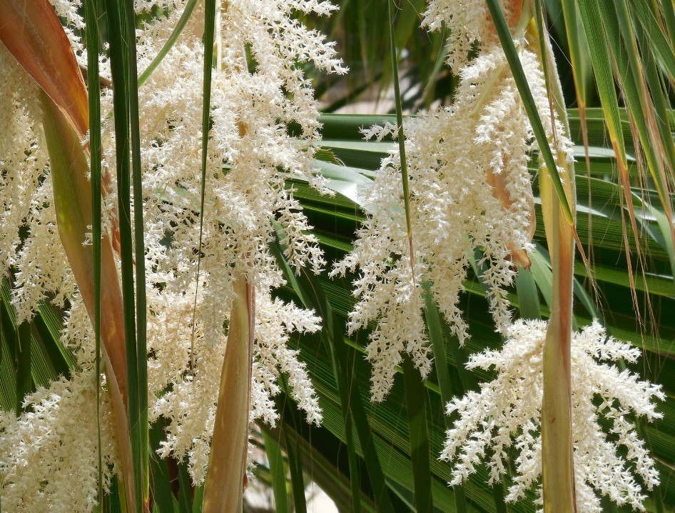Palmenblüte