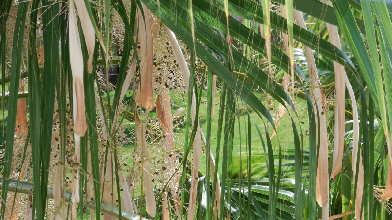 Palmenfrucht