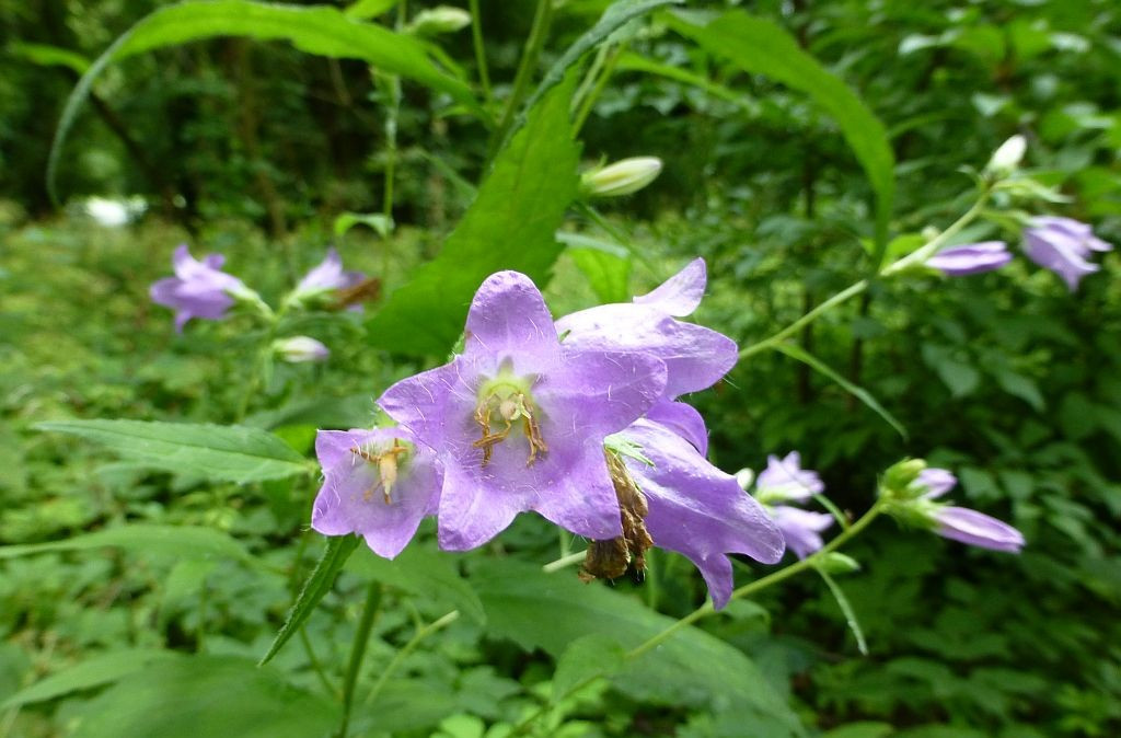 Alcsútdoboz, Arboretum, Blume