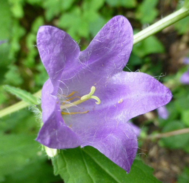 Alcsútdoboz, Arboretum, Blüte