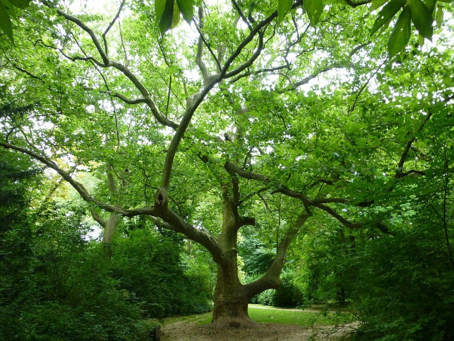 Alcsútdoboz, Arboretum, Platane